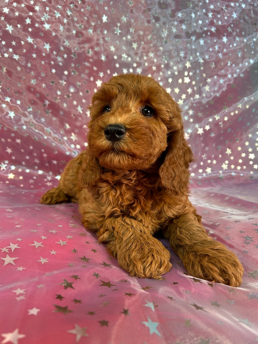 Female Mini Goldendoodle Puppy for Sale DOB 9-2-2024 $1200